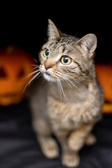 Fototapeta na wymiar Cat on a black background with a Halloween pumpkin head jack o lantern