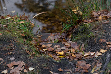 beautiful stairs leading into a forest lake crumbled with yellow-brown leaves in autumn