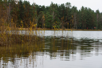 beautiful forest lake with yellow reeds in the windless