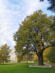 Fototapeta na wymiar View of the Elaginoostrovsky Palace and a three-hundred-year-old English oak tree from under the branches of a larch in the park of St. Petersburg