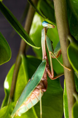 Obraz premium Green praying mantis kind of heirodula vietnam vertical photo