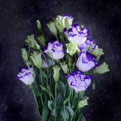 Bouquet of white-purple eustoma on a dark background
Flowers background. White-purple eustoma flowers on a dark background. Flower card. 
