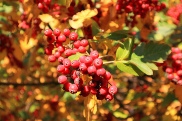 Hawthorn Zbigniew on a branch