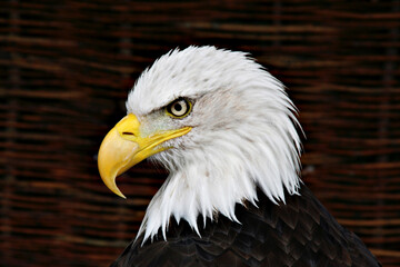 closeup of the head of an american bald eagle