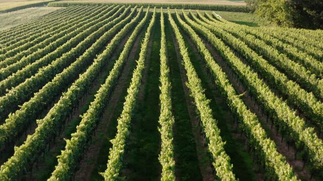 Aerial flight above rows of grape vineyards in wine country. Scenic green nature.