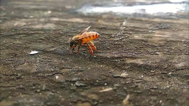 wasps crawling on old wood
