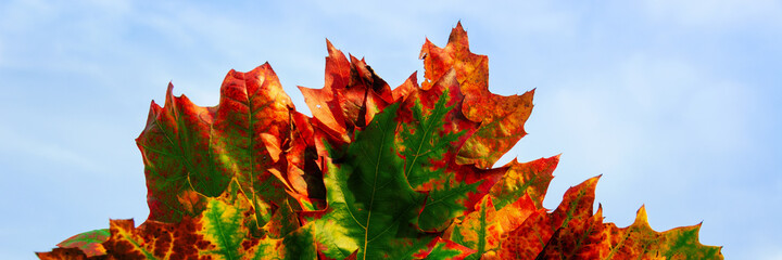 colorful leafs in hands with gloves panorama