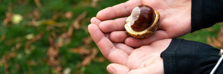 chestnut on woman hand in park on autumn time panorama