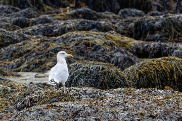 Mouette sauvage posée dans les algues à Damgan en Bretagne