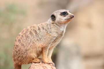 Erdmännchen