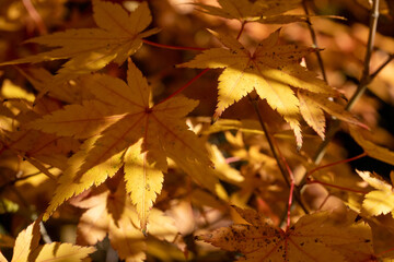 Herbbstblätter