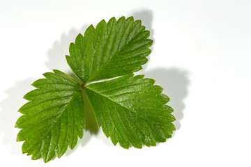 Single green strawberry leaf isolated on a white background