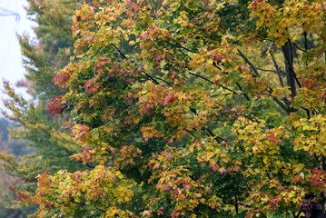 Forest with colorful autumn trees at City of Zürich. Photo taken October 29th, 2021, Zurich, Switzerland.