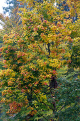 Forest with colorful autumn trees at City of Z&uuml;rich. Photo taken October 29th, 2021, Zurich, Switzerland.