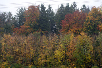 Fototapeta premium Forest with colorful autumn trees at City of Zürich. Photo taken October 29th, 2021, Zurich, Switzerland.