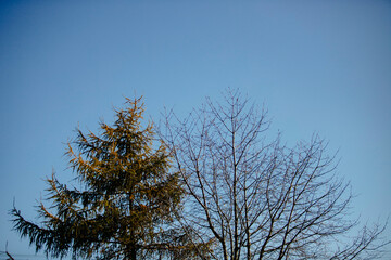 piękna polska jesień drzewa kolorowe