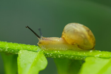 macro reptile animal snail on leaf and fern after low rain