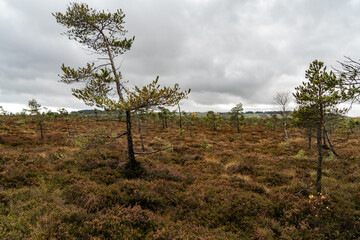 Schwarzes Moor in der Rhön