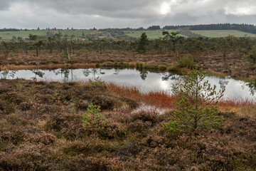 Moorauge im Schwarzen Moor in der Rhön