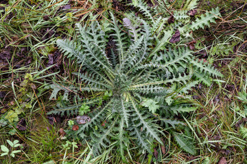 Distel im Schwarzen Moor