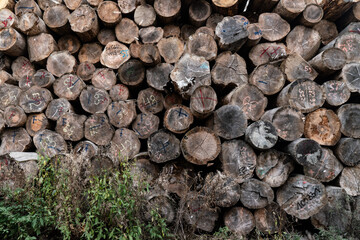 Holzlager eines Sägewerks