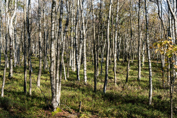 Karpatenbirken im Roten Moor in der Rhön
