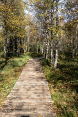 Karpatenbirken im Roten Moor in der Rhön