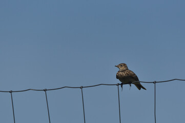 The Rock Pipit sits on a metal fence