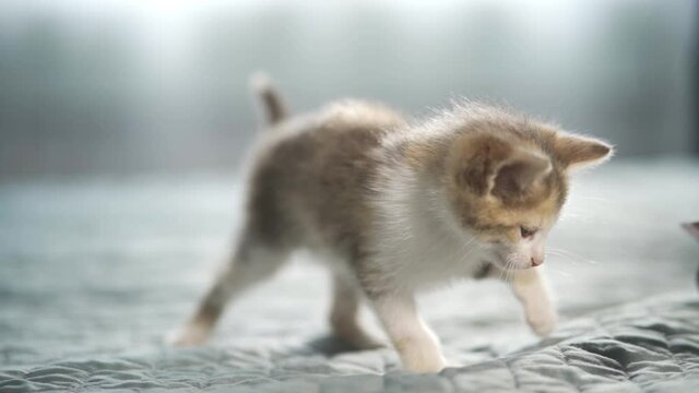 Striped kitten playing with paper bow on string in modern interior home. cat jumping doing funny pose. Kitty catches toy with its paws. Slow motion.