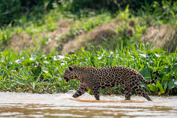 Jaguar (Panthera onca)
