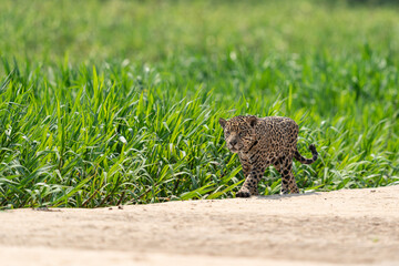 Jaguar (Panthera onca)