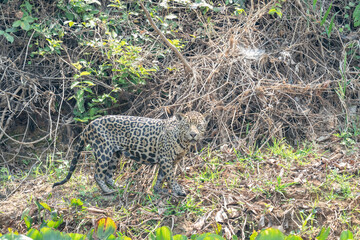 Jaguar (Panthera onca)