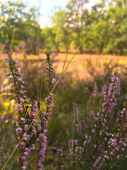 heather field in summer