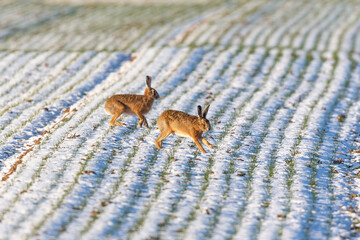 European hares (Lepus europaeus) on a field in winter near Frankfurt, Germany.