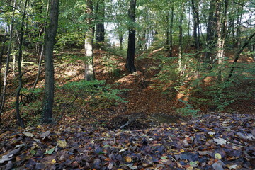 Woodland in Autumn