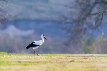 White stork (Ciconia ciconia) on a meadow in spring near Hochheim, Germany.