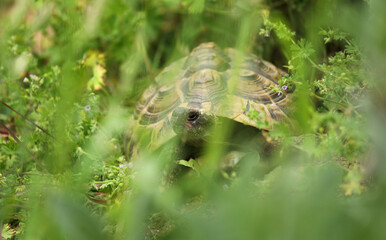 Griechische Landschildkröte gut getarnt