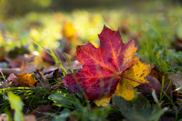 Farbenreicher Herbst