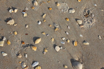 Shells on the Beach