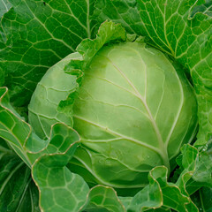 head of cabbage