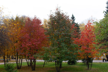 autumn in the park