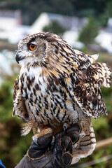 Hibou grand duc en gros plan et main de fauconnier avec gant