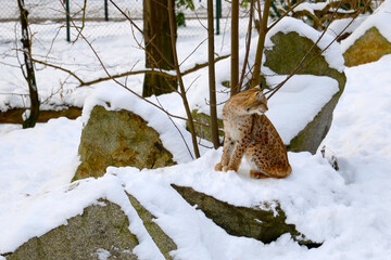 A beautiful lynx sits in the snow in winter.