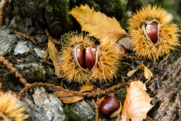 several chestnuts with their shell half open on the ground, in the forest, edible chestnuts