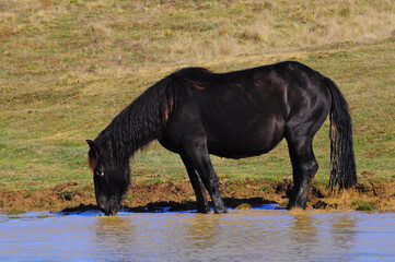 Cavallo nero che si abbevera 