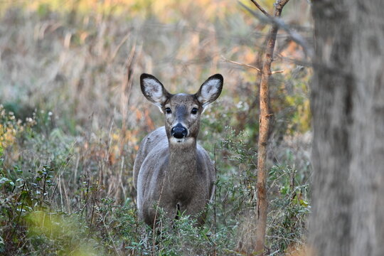Doe stands in forest along the edge of a road