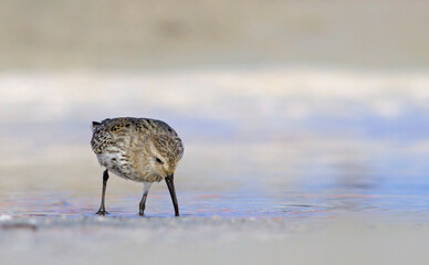 A Dunlin - Calidris alpina, Crete