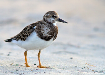 Ruddy Turnstone - Arenaria intepres, Crete