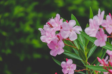 Pink flower blooming in the garden background