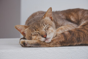 Lazy brown cat sleeping